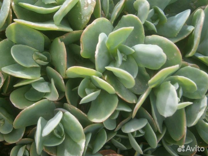 Каланхоэ, золотой ус, индийский лук, живое дерево