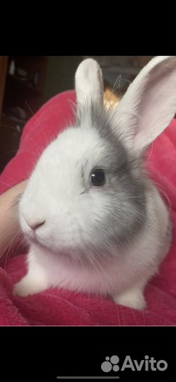 Вязка кроликов