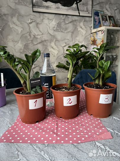 Замиокулькас Зензи