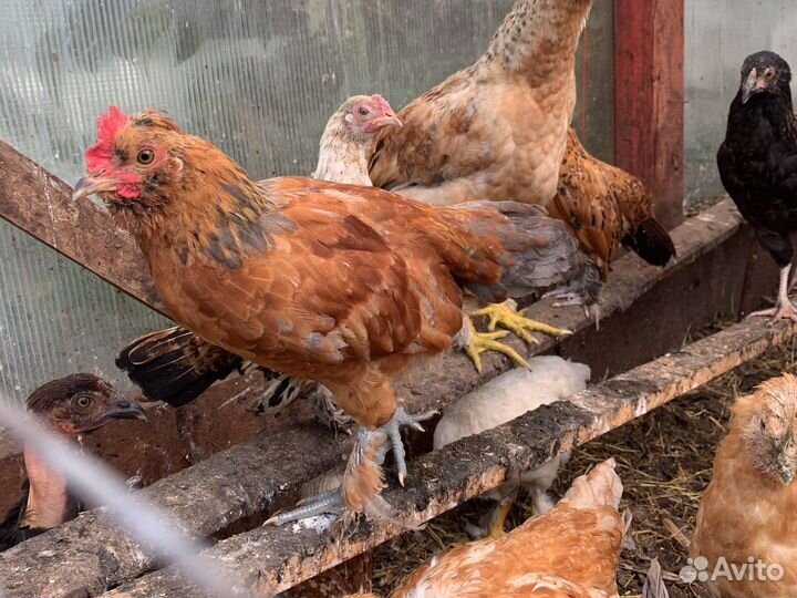 Маленькие курочки, голошейки, питухи. Все разные