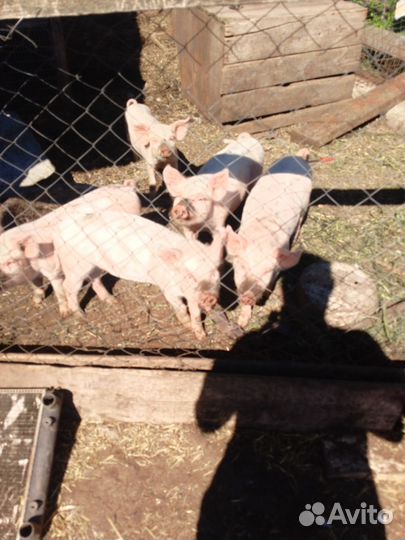 Поросята ландрас