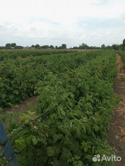 Саженцы малины