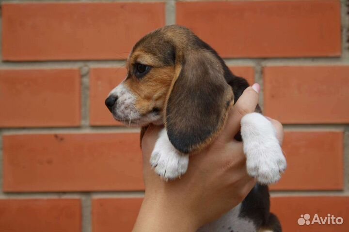 Щенки бигль