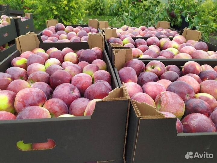 Сборщик урожая яблок