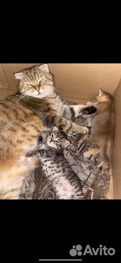 Шотландские котята