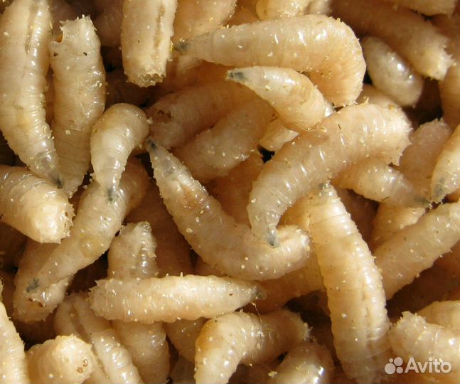 Опарыш, Черви, наживка- Оптом