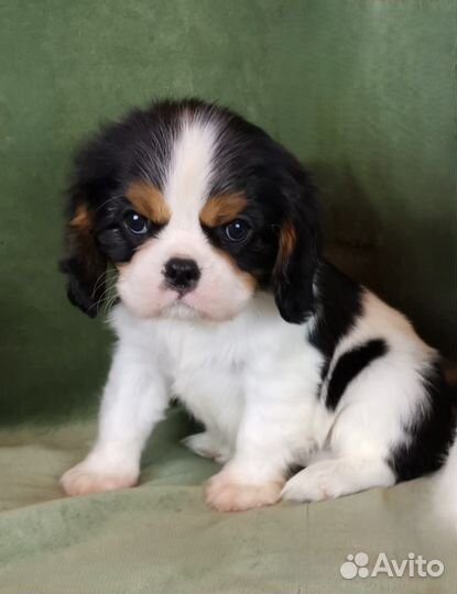 Щенки Кавалер Кинг Чарльз Спаниель мини