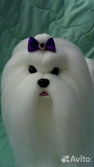 Мальтийская болонка. Мальтезе