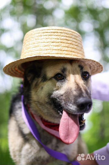 Собака Валя из приюта ищет дом