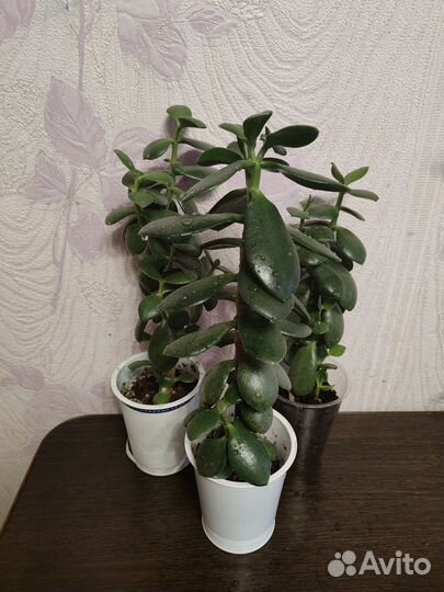 Денежное дерево Толстянка