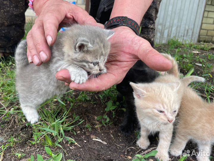 Кошки в добрые руки