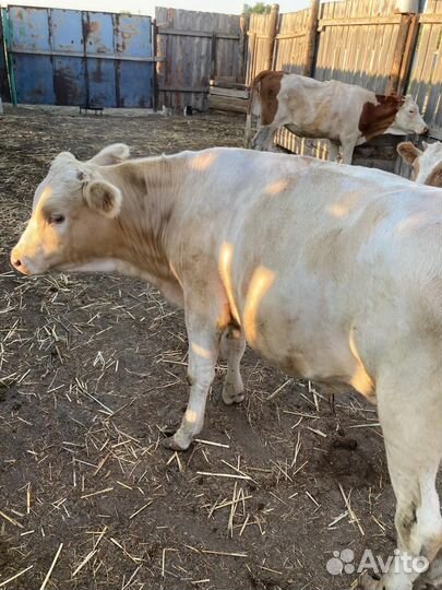 Бык. Чистый сементал