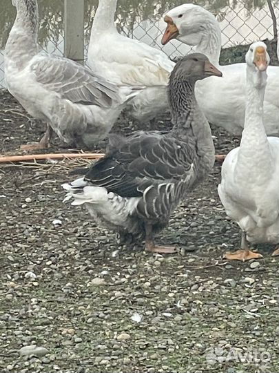 Тулузские гуси