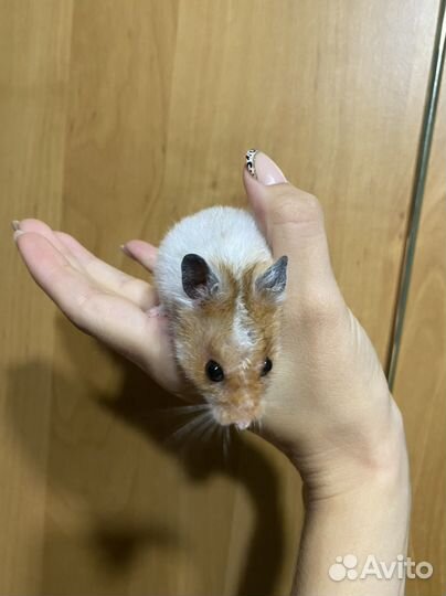 Сирийский хомяк