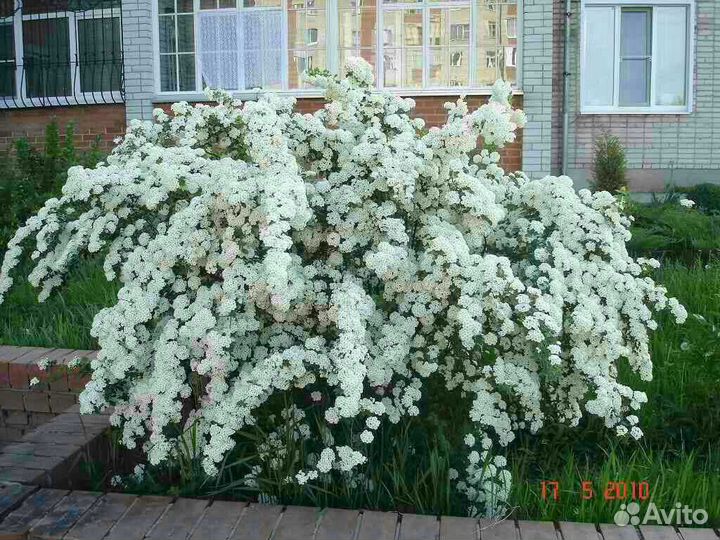 Спирея Вангутта - саженцы