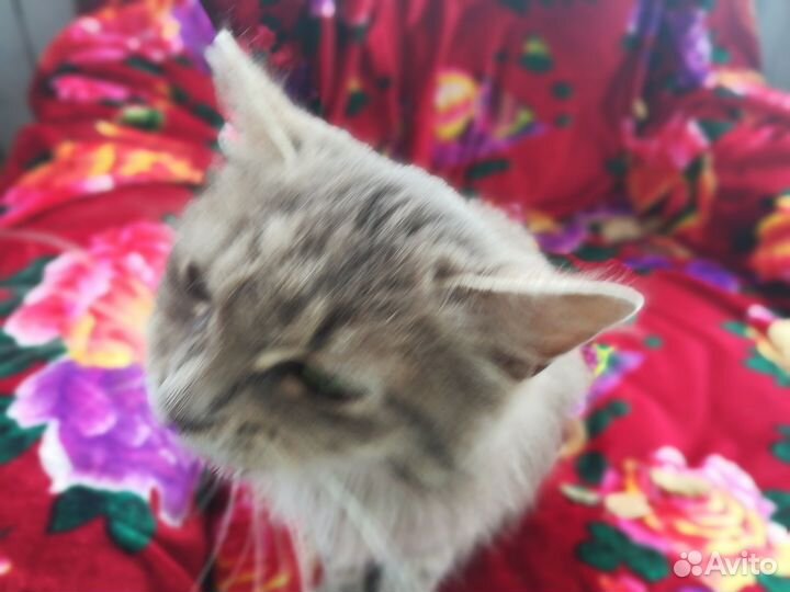 Котенок, 3 месяца