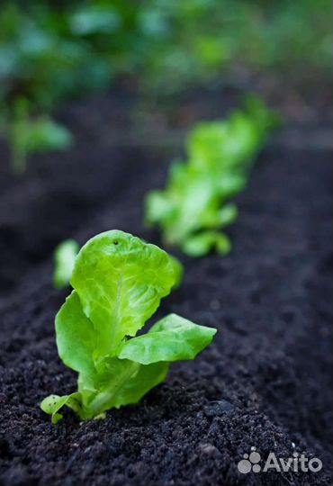 Перегной и чернозем