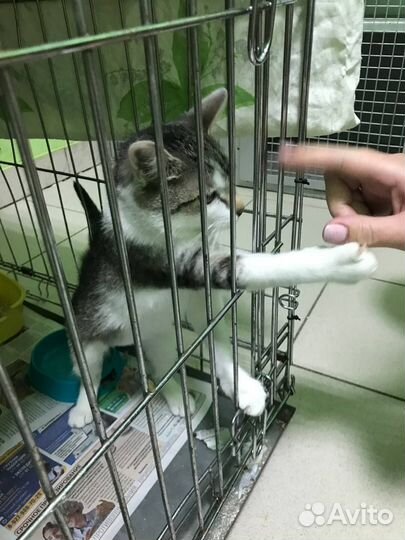 Молодая кошка (6 мес)
