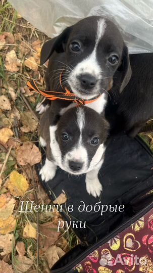 Шенки в добрые руки