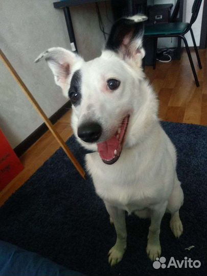 Собака Джек