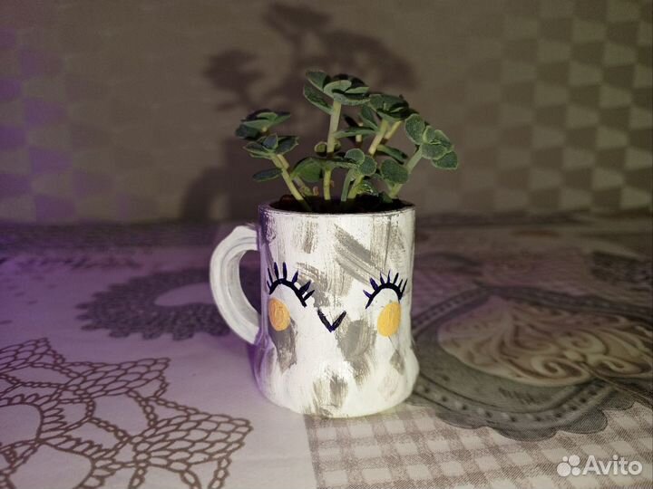 Суккуленты Эхеверии в мини кашпо