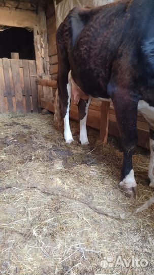 Корова с телком