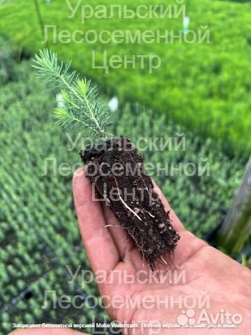 Сосна сеянцы зкс, окс на весну