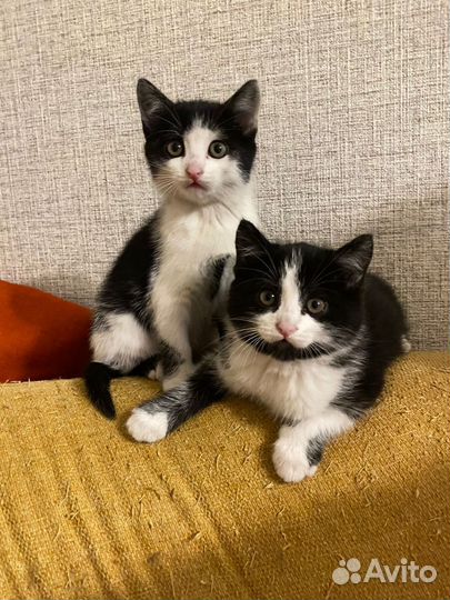 Кошки в добрые руки бесплатно