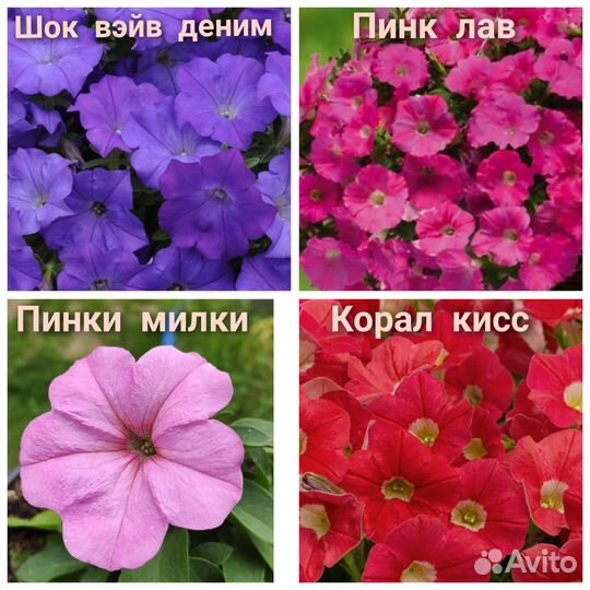 Рассада петунии