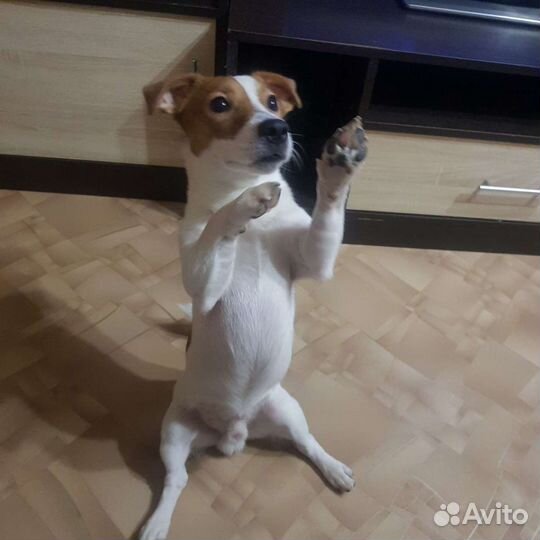 Вязка джек рассел терьер