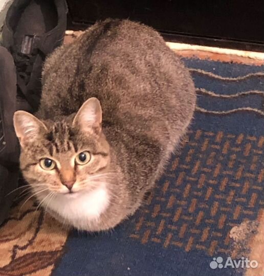 Кошка в дар бесплатно