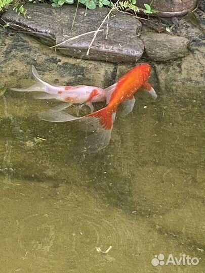 Карась комета