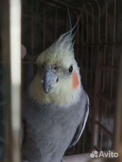 Попугай корелла мальчик