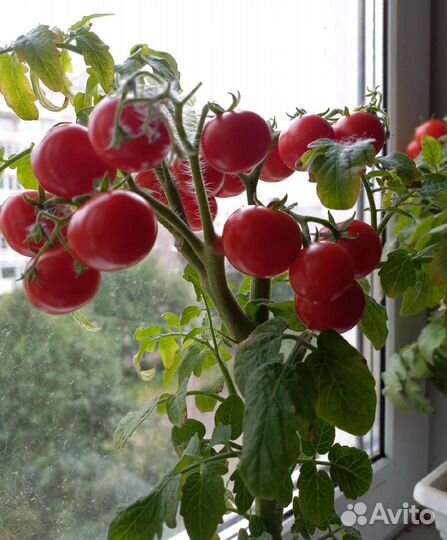 Рассада карликовых томатов для дома