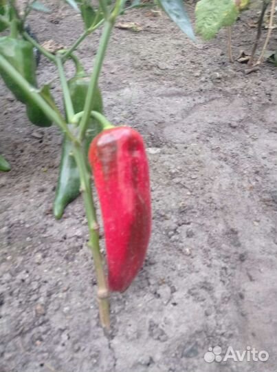 Семена перца (гогошар)(рамиро)(Озарк)