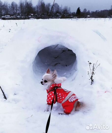 Комбинезон для чихуахуа