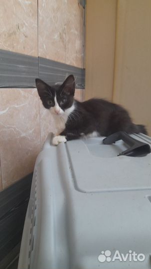 Котенок девочка 1, 5 мес