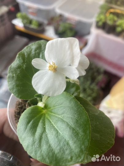 Рассада цветов