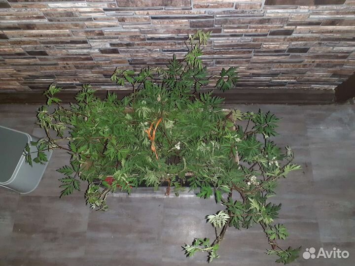 Куст ежевики Китатини