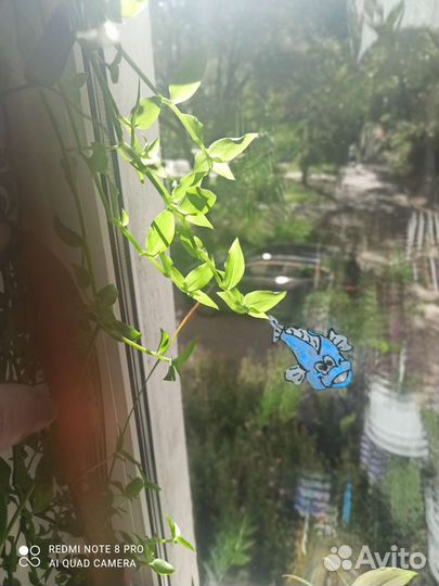 Лонгифолия/Longifolia- коллизия репенс