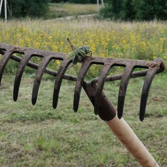 Участок 60 сот. (ИЖС)