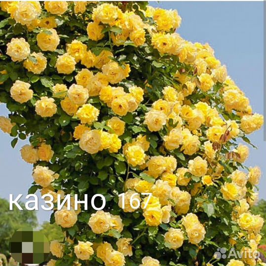 Саженцы роз