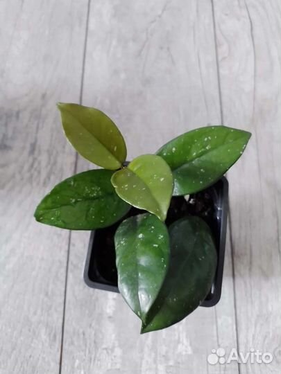 Хойя карноза