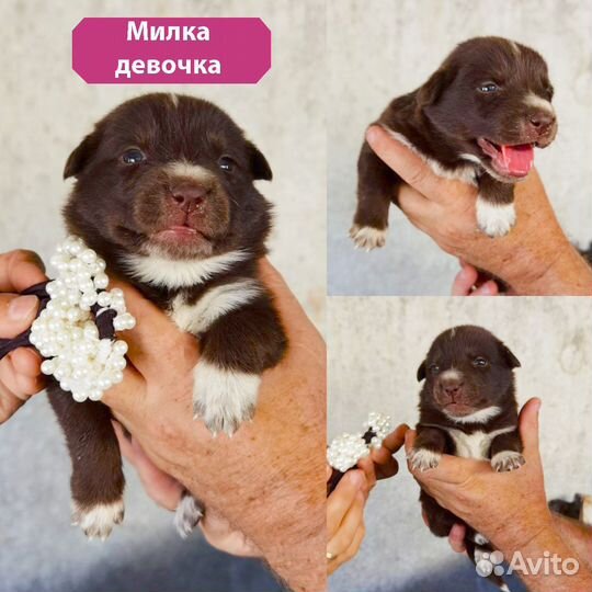 Карапузики щенки в добрые руки