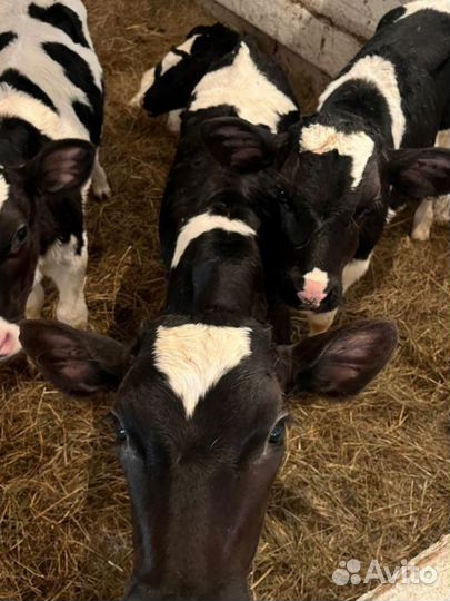 Бычки телята