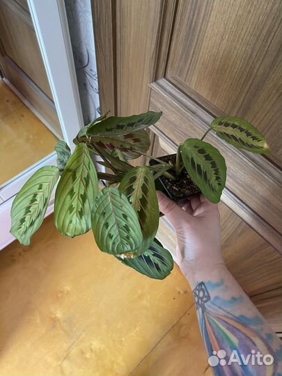 Маранта триколор