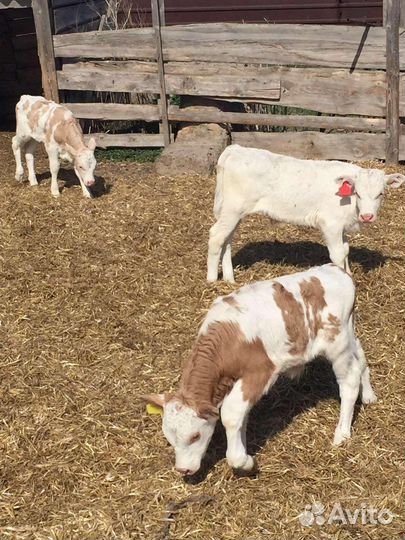 Бычки молодняк от 3 месяцев