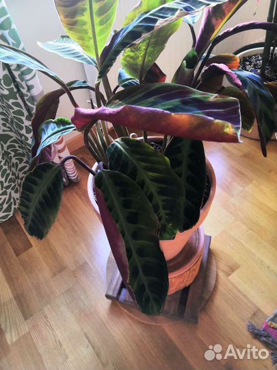 Калатея варшевича взрослая