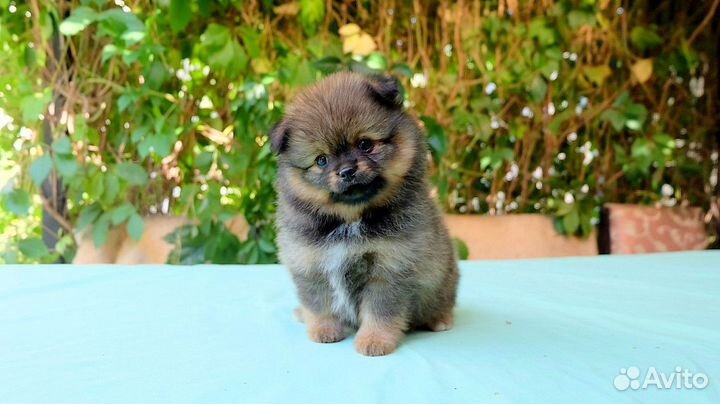 Чихуа мальчик д/ш