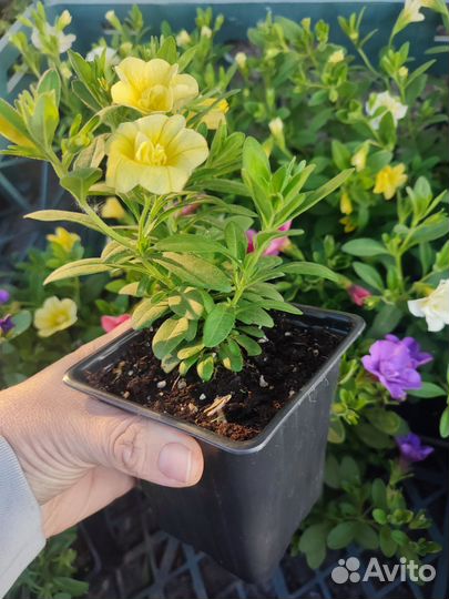 Вегетативная калибрахоа